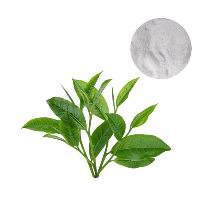 98% EGCG powder with green tea leaves, HPLC standardized high purity antioxidant bulk ingredient