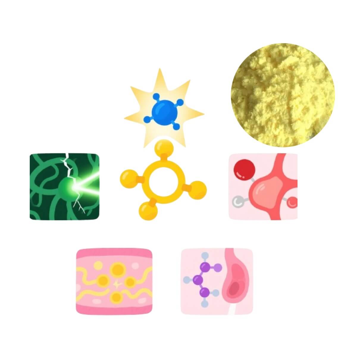 Alpha Lipoic Acid (ALA) Powder with benefits infographic, a universal antioxidant for blood sugar support and peripheral nerve health supplements