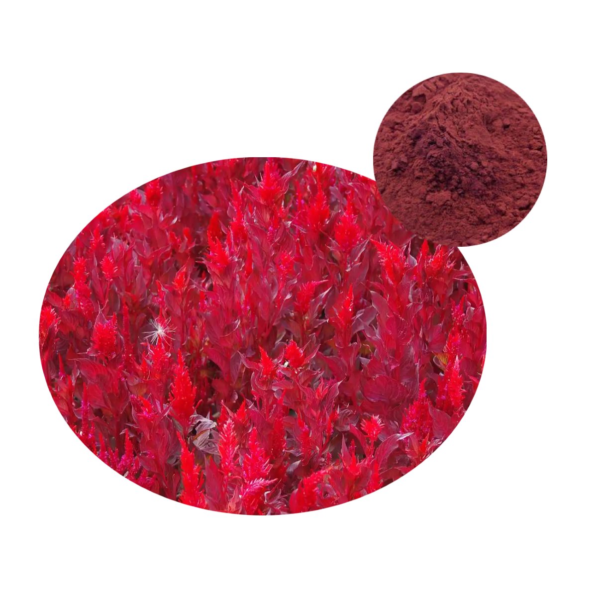 Natural Astaxanthin supplement derived from Haematococcus pluvialis microalgae