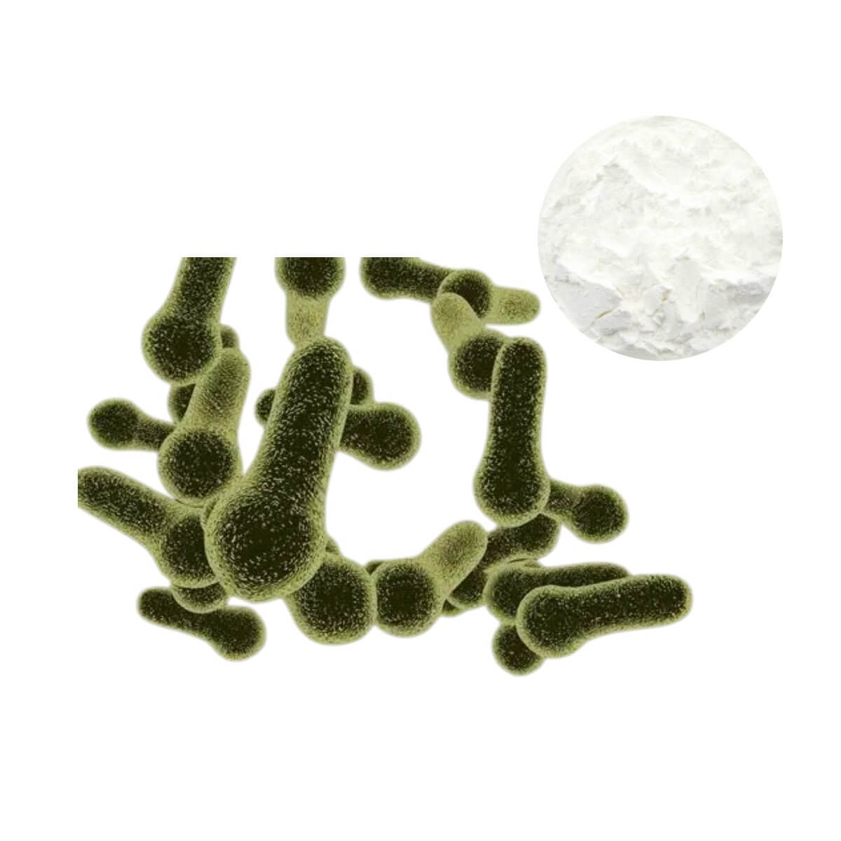 Bacillus coagulans (Heyndrickxia coagulans) Probiotic Powder and Microscopic Spore View | Oclean Nutra