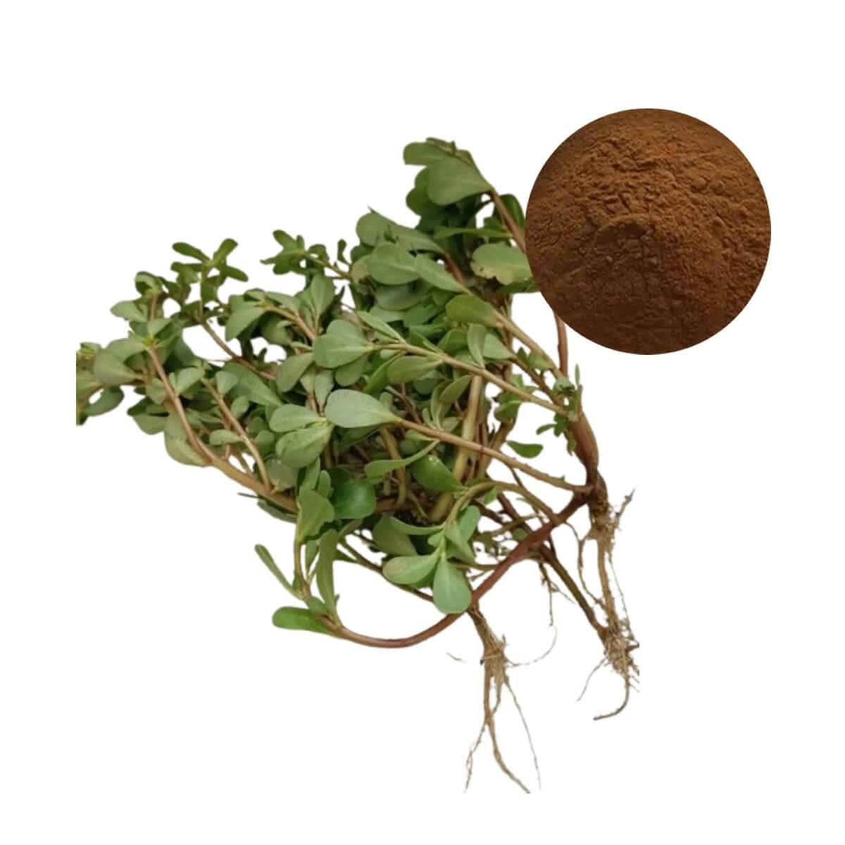 Standardized Bacopa Monnieri Extract Powder from the Bacopa plant, a premier nootropic for memory, focus, and cognitive health supplements