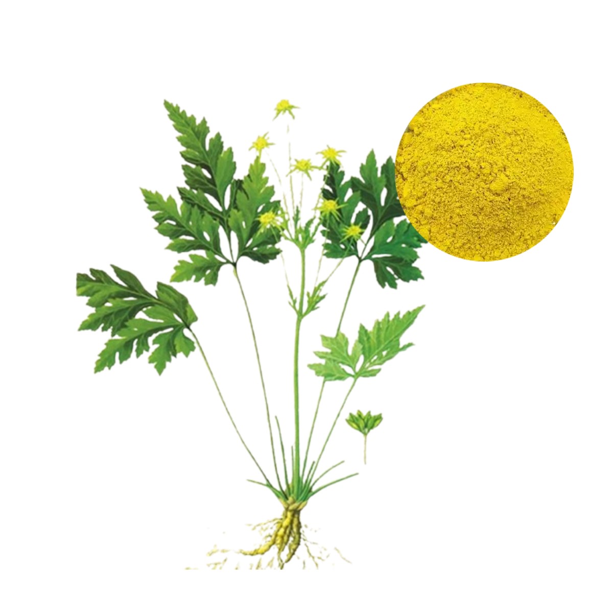 Berberine Hydrochloride 98% purity extracted from Coptis chinensis (Huanglian)