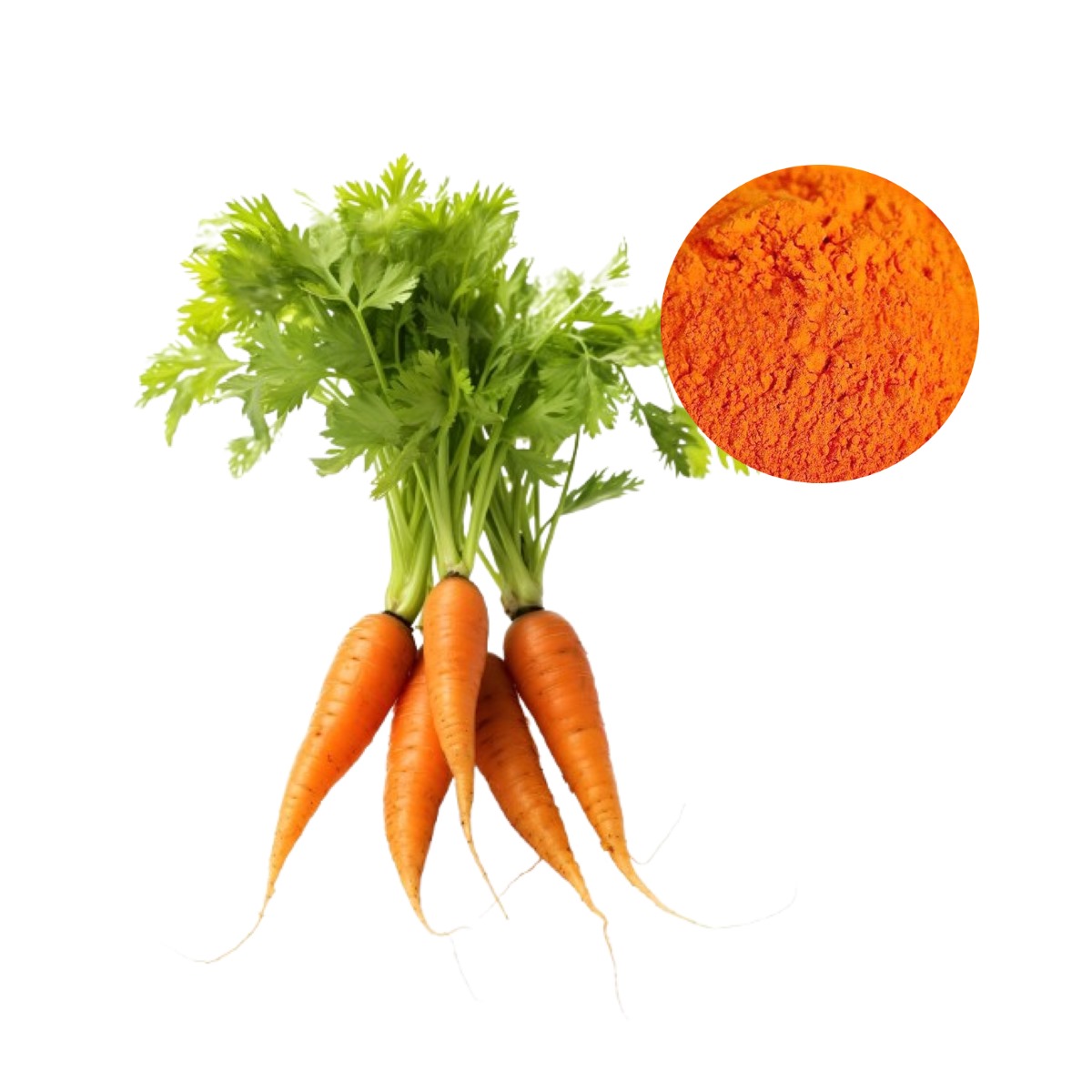 Premium Beta-Carotene powder supplement extracted from fresh carrots