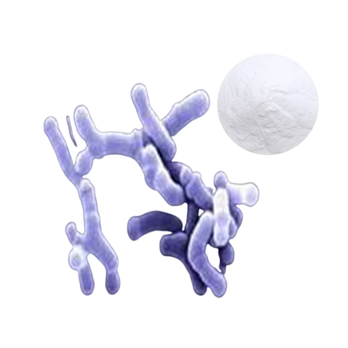 Bifidobacterium infantis probiotic powder (10B CFU/g) with microscopic view - Clinically studied strain for gut and immune health