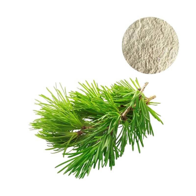 Bulk arabinogalactan powder extract from larch tree, premium ingredient for B2B sourcing.