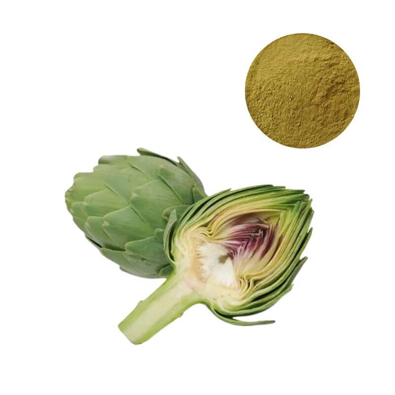 Premium Artichoke Leaf Extract Powder standardized to 5% Cynarin by HPLC with raw Cynara scolymus plant.