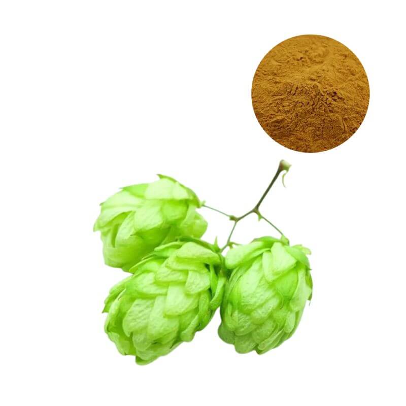 Premium wholesale Hops Extract Powder for sleep supplements, displayed alongside natural green hops cones.
