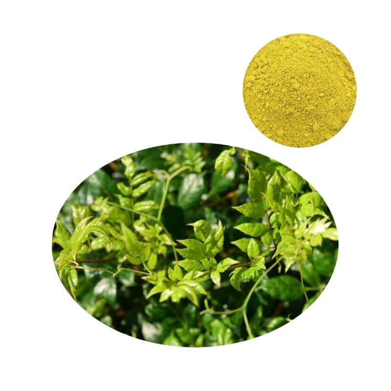 98% Myricetin Powder from Vine Tea (Ampelopsis grossedentata) shown with raw botanical leaves for B2B sourcing.