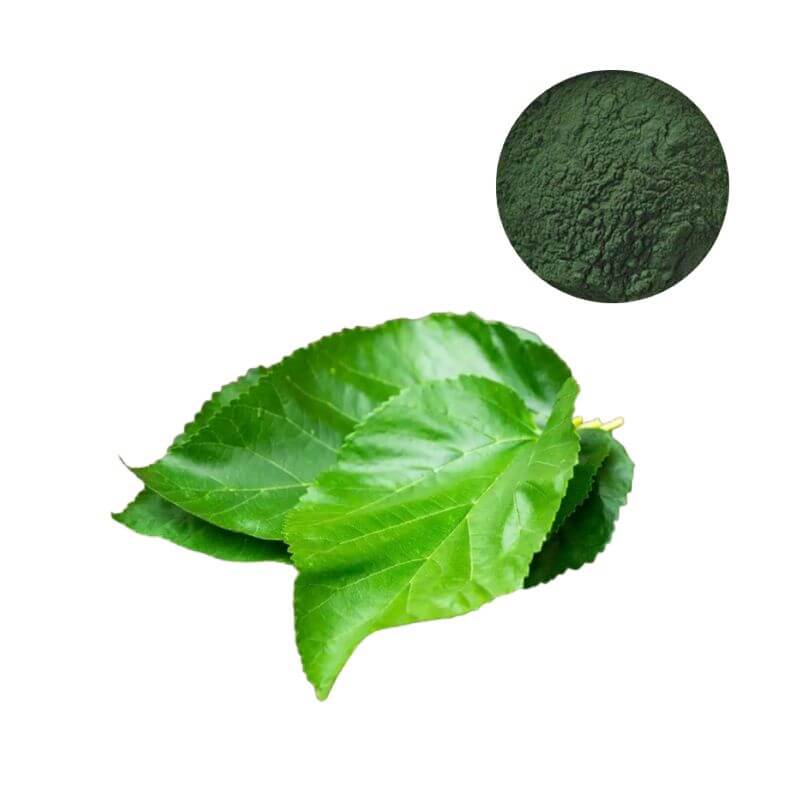 Premium 98% Sodium Copper Chlorophyllin powder with natural Morus alba leaves for supplement R&D.