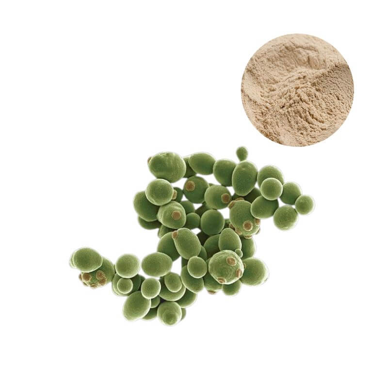 Bulk yeast beta-glucan powder with Saccharomyces cerevisiae source validation for R&D sourcing.