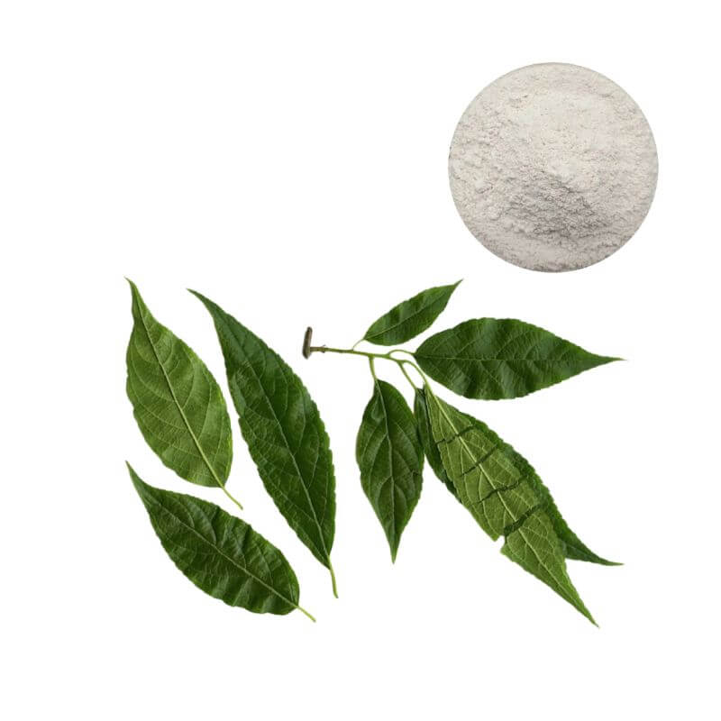 Bulk 98% chlorogenic acid powder derived from natural Eucommia ulmoides leaves