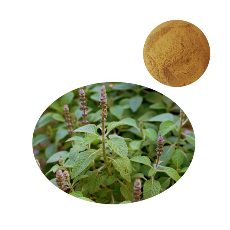 Coleus Forskohlii extract powder (10% forskolin) from Plectranthus barbatus, LC-MS verified.