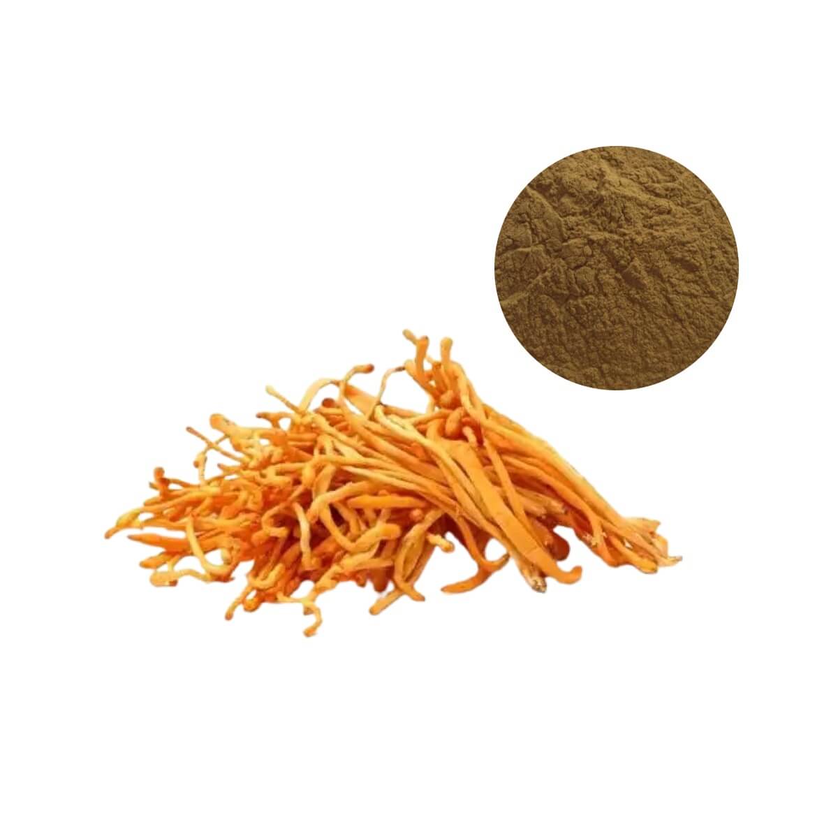 Standardized Cordyceps militaris Extract Powder from cultivated fruiting bodies for energy, endurance, and immune support supplements
