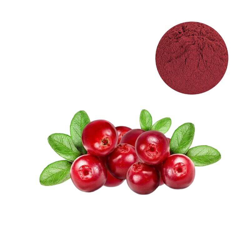 Premium cranberry extract powder standardized ingredient shown with fresh cranberry fruits