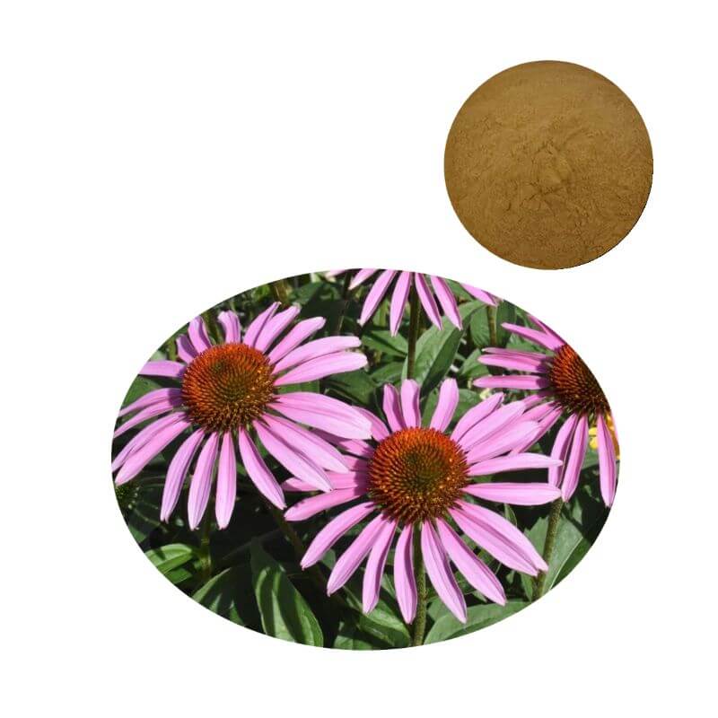 Echinacea purpurea extract powder next to purple coneflower botanical raw material.