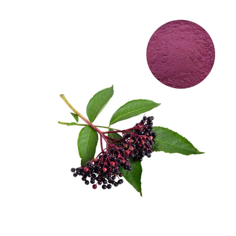 Bulk Elderberry Extract Powder standardized to 15% HPLC with Sambucus nigra berries.