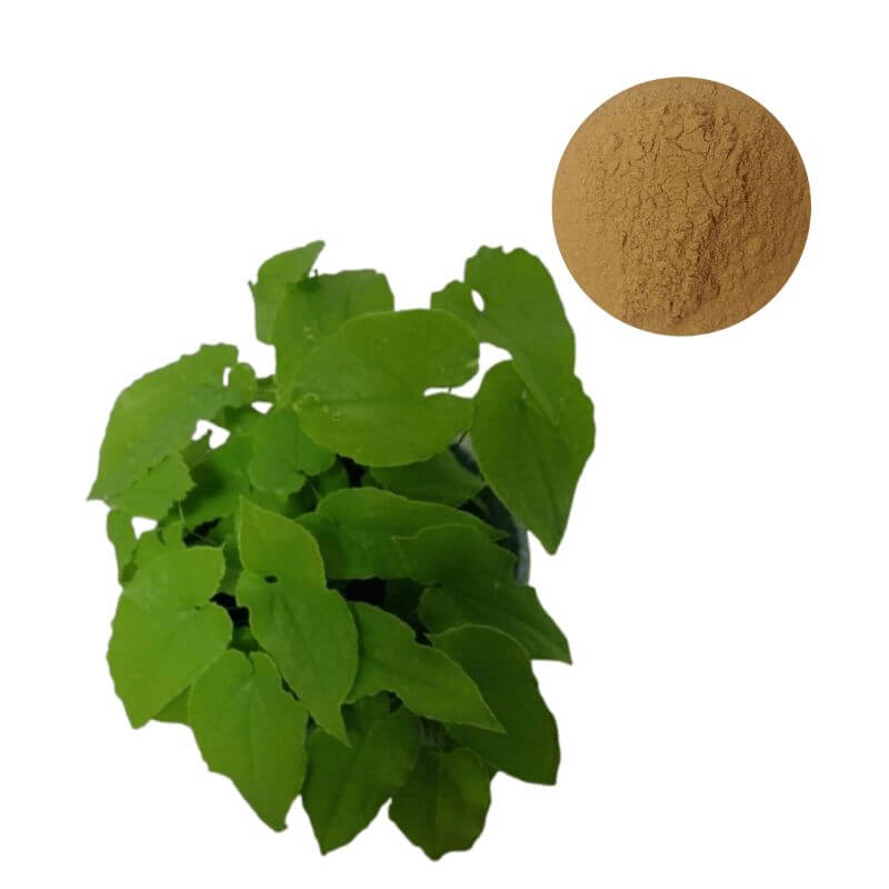 Standardized Epimedium (Icariin) Extract Powder next to Epimedium sagittatum source plant - Oclean Nutra