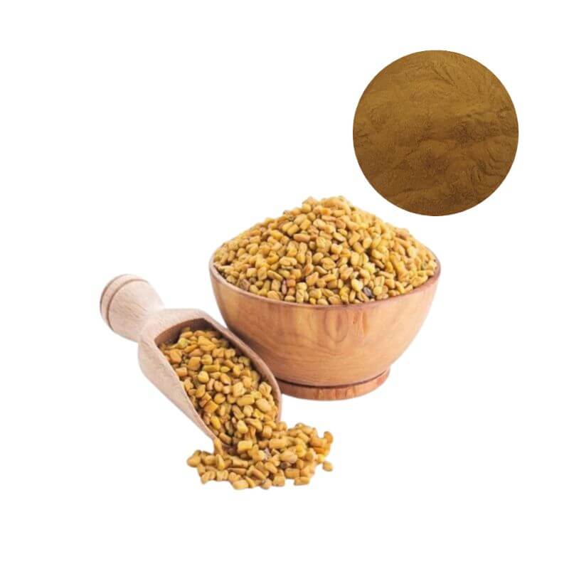 Fenugreek Seed Extract Powder 50% saponins shown with raw fenugreek seeds, bulk herbal extract for dietary supplement manufacturing
