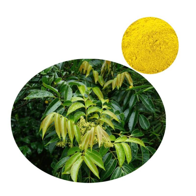 Bulk Fisetin Powder Sourced from Rhus Succedanea | Natural Flavonoid Extract for Supplements