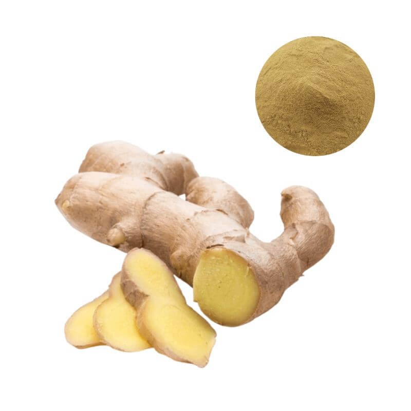 Premium Ginger Extract Powder with 6-Gingerol Molecular Structure | Oclean Nutra