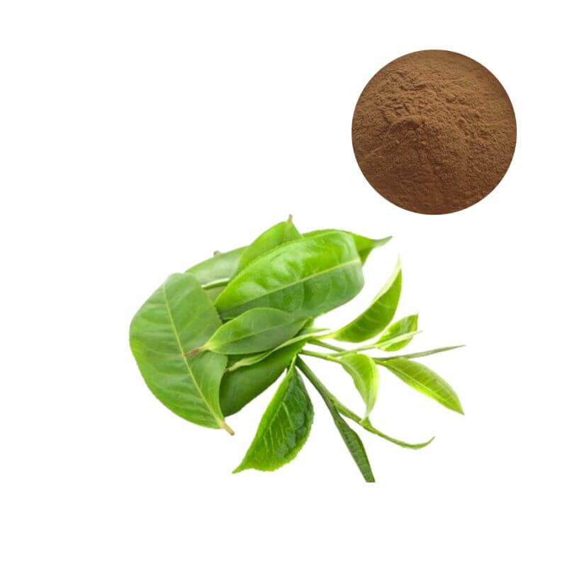 Bulk Green Tea Extract Powder 95% Polyphenols with Camellia sinensis leaves for supplement R&D