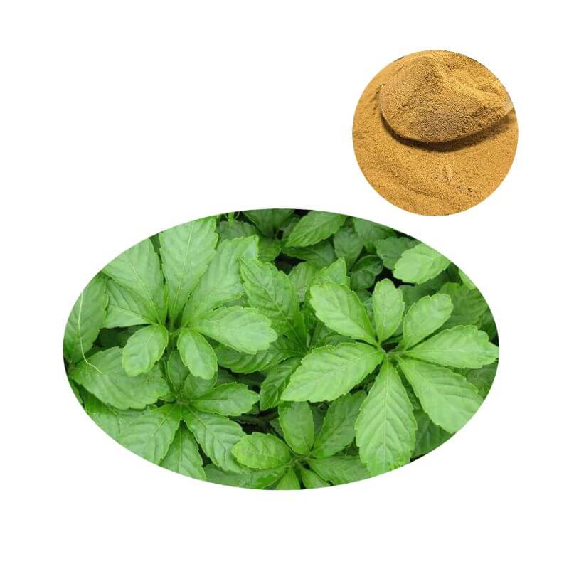 Premium Gynostemma Extract Powder (80% Gypenosides) with fresh botanical leaves for B2B sourcing.