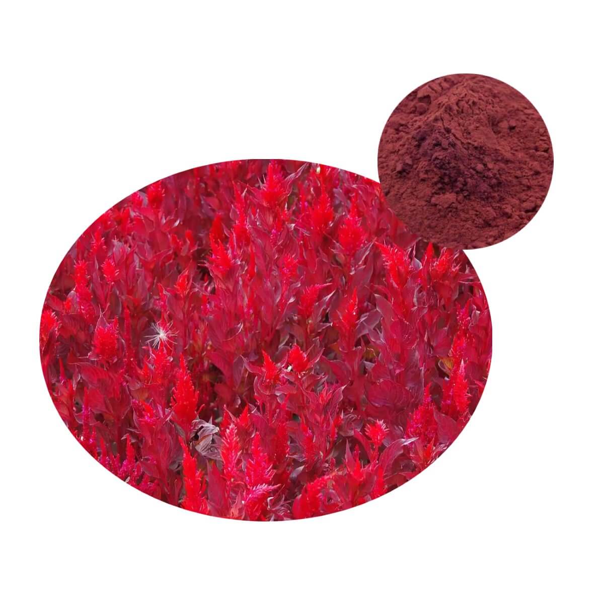 Natural Astaxanthin Powder derived from Haematococcus pluvialis microalgae for antioxidant supplements