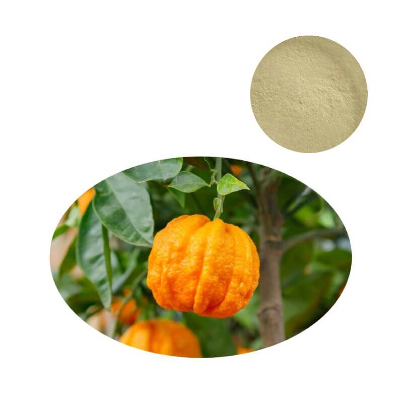 95% Hesperidin Powder extract from Citrus aurantium L. fruit, bulk supplier for supplements.