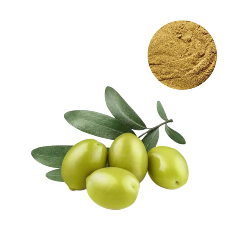 Standardized 20% Hydroxytyrosol Powder with fresh olive fruit
