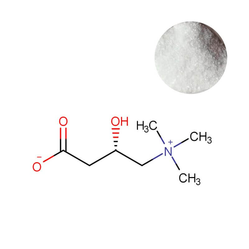 L-Carnitine Base Powder (C7H15NO3) - Bulk Supplier for Fat Metabolism Formulas