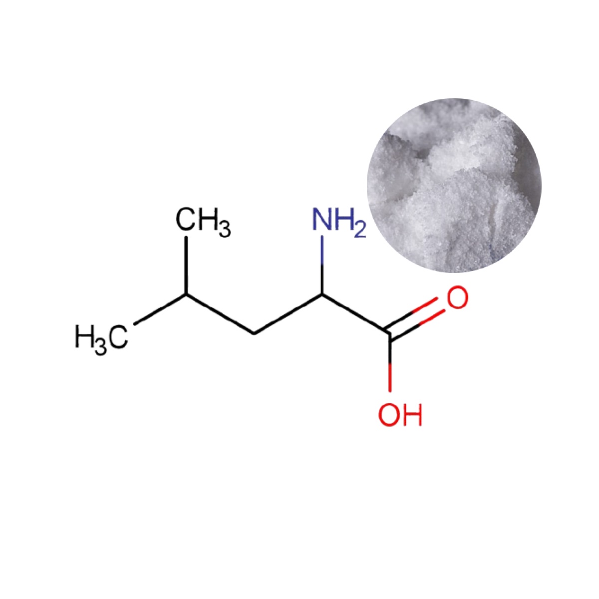 Pharmaceutical-grade L-Leucine powder with 3D molecular structure (C₆H₁₃NO₂)