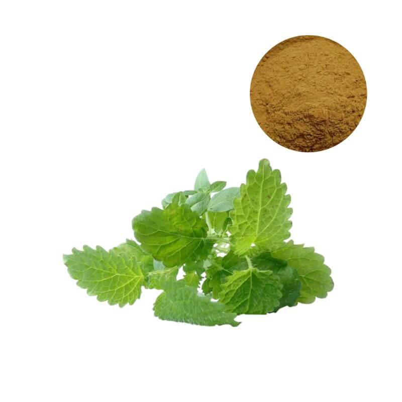Bulk Lemon Balm Extract Powder with Melissa officinalis leaf, standardized 5% Rosmarinic Acid - Oclean Nutra