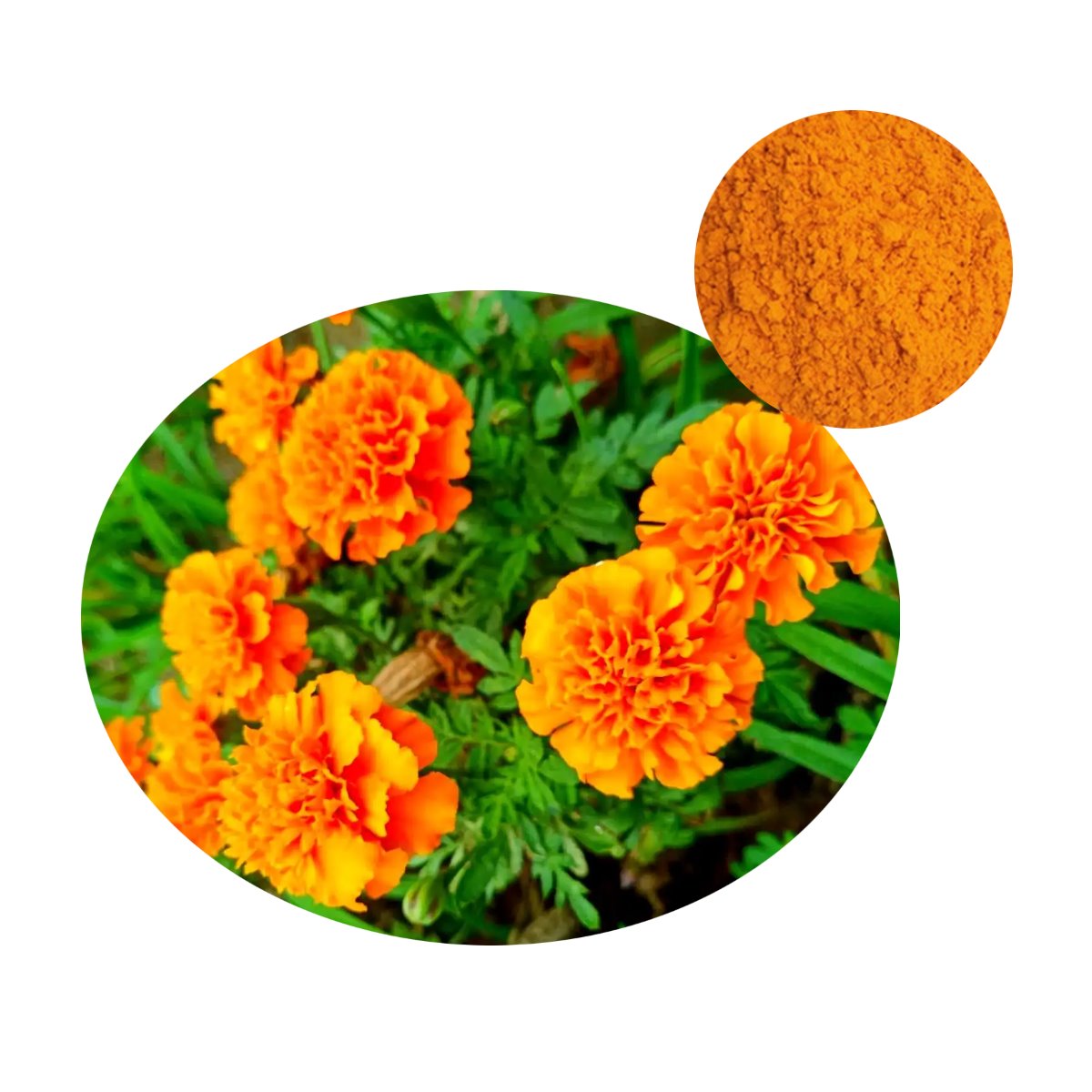 Natural Lutein extract derived from Tagetes erecta (Marigold) flowers