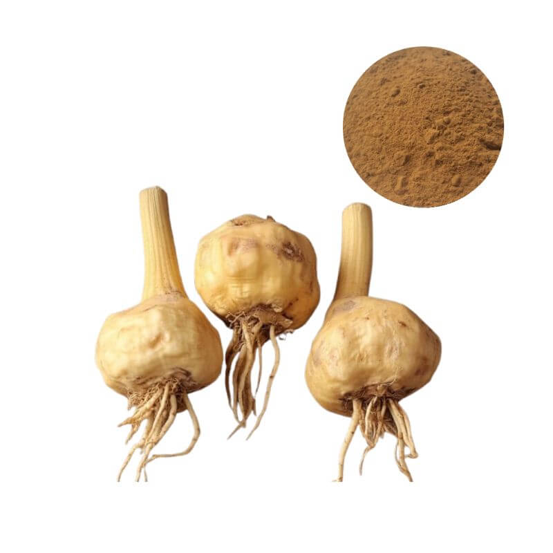 Maca Root Extract Powder 10:1 and 20:1 presented with raw Maca roots for botanical authenticity - bulk supplement ingredient
