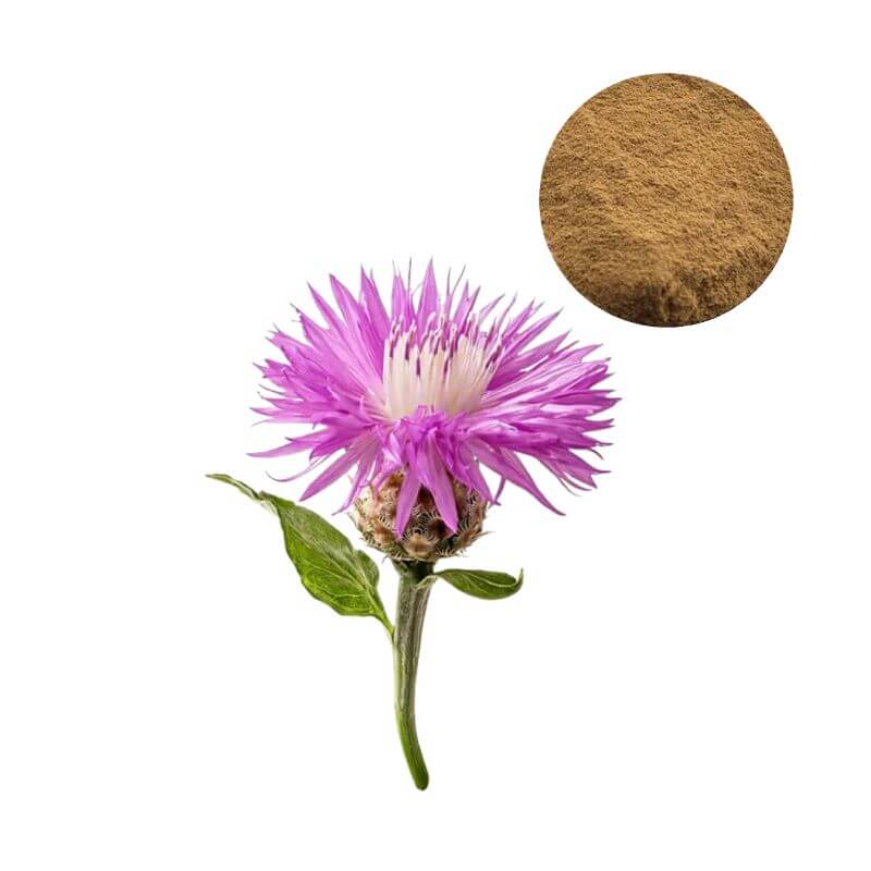 bulk Maral Root Extract Powder (10:1, ≥2% ecdysteroids) derived from Rhaponticum carthamoides plant