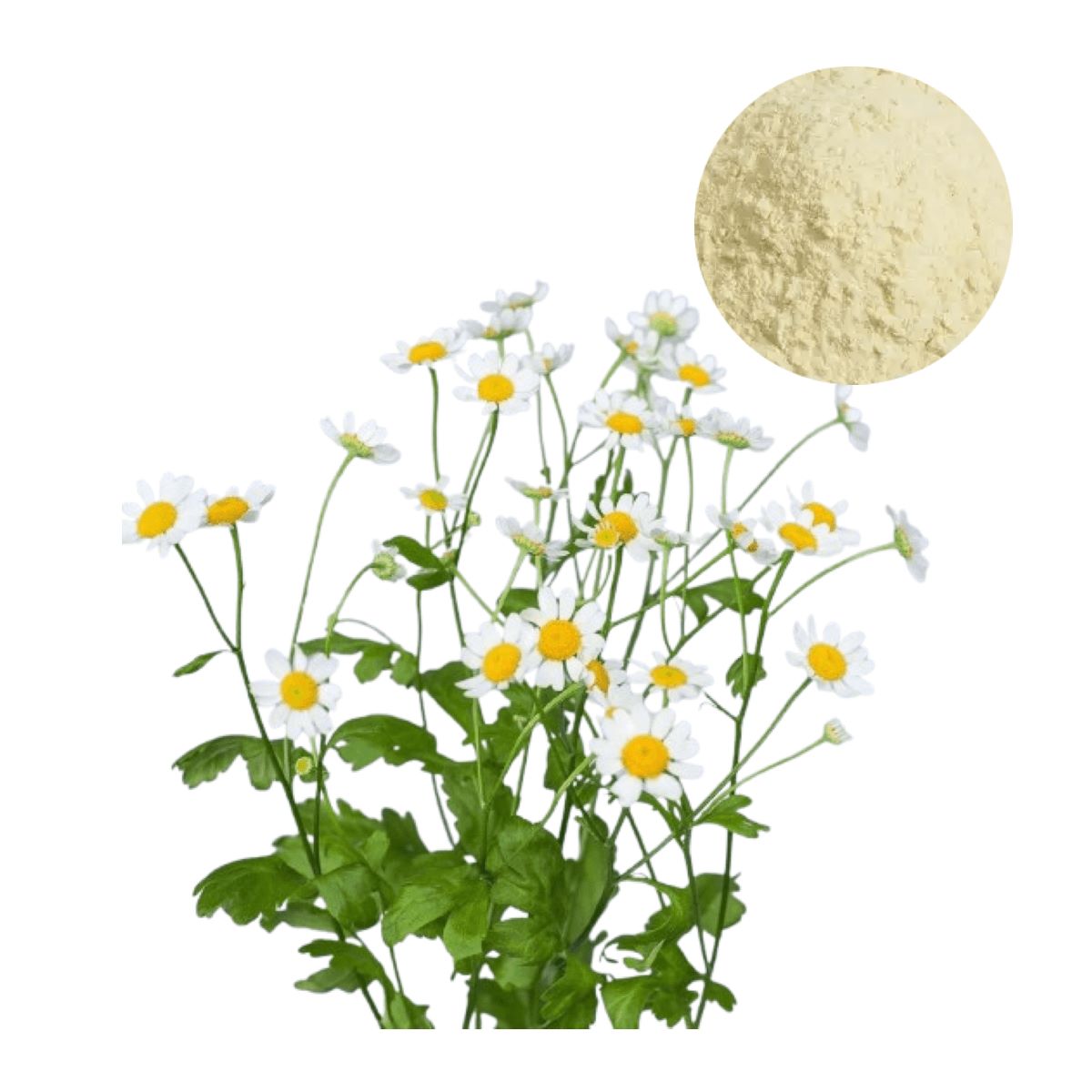 Natural Apigenin Extract Powder from Chamomile, a high-purity flavonoid for relaxation, sleep aid, and antioxidant dietary supplements