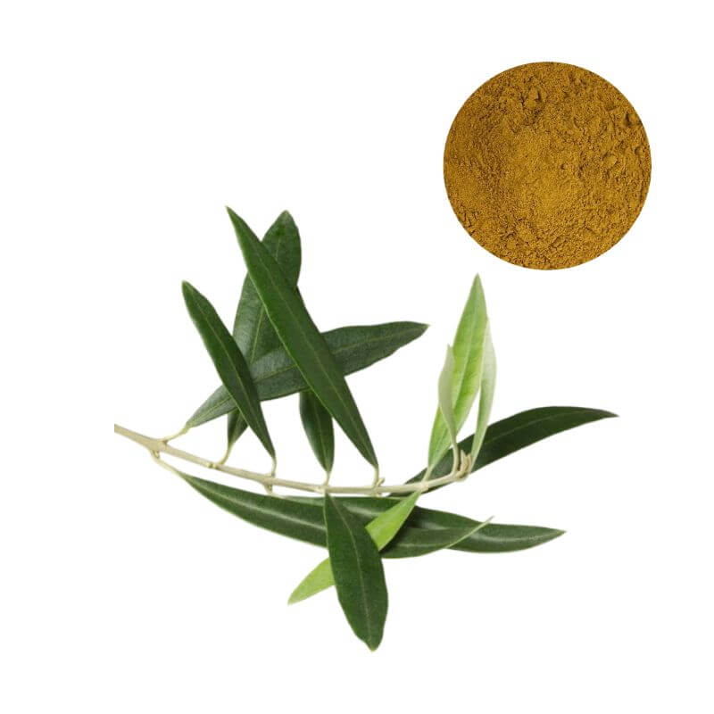Standardized olive leaf extract powder sourced from premium Olea europaea L. botanical leaves.