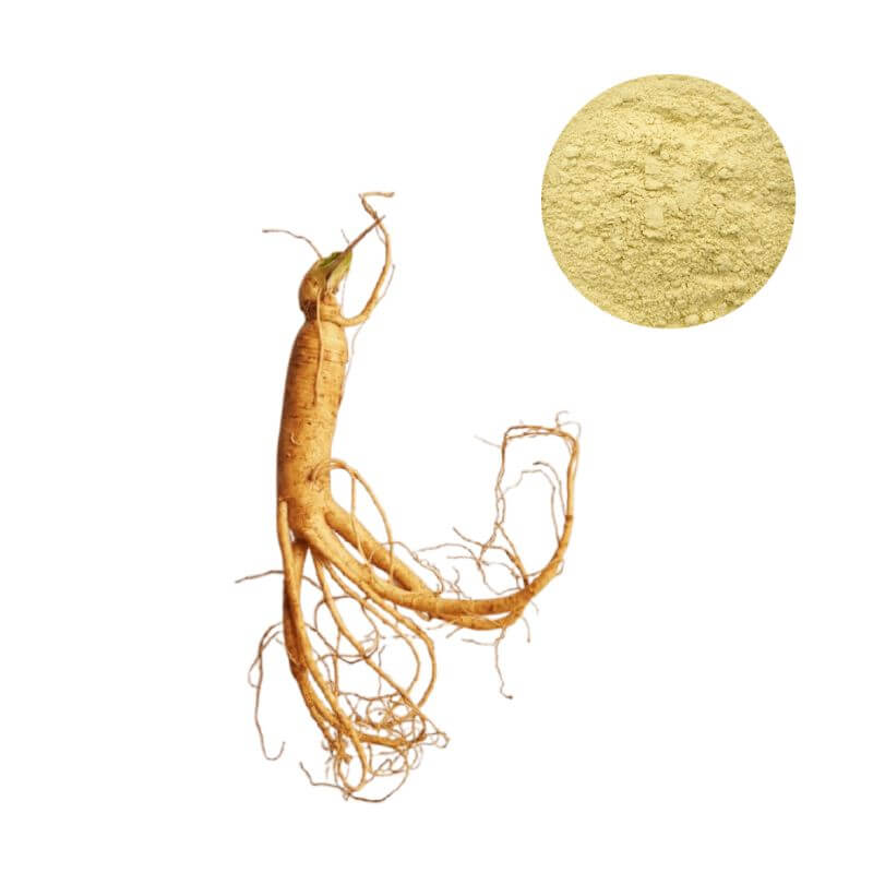 Panax Ginseng Extract Powder (Standardized 5%-80% Ginsenosides) with Raw Ginseng Root