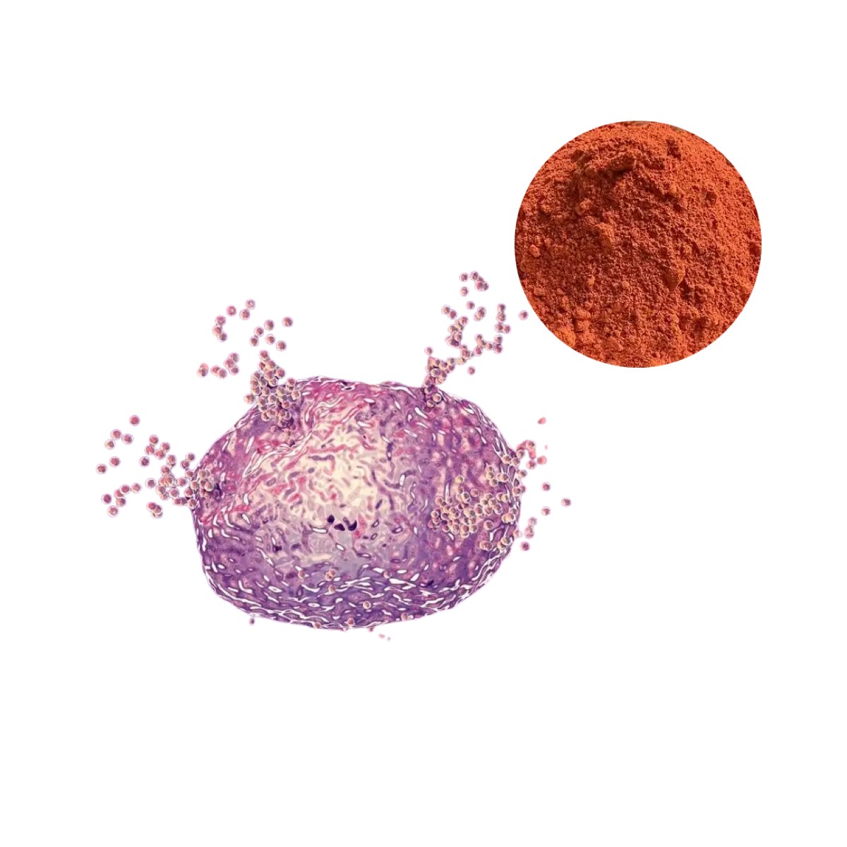 High purity PQQ (Pyrroloquinoline Quinone) raw material powder