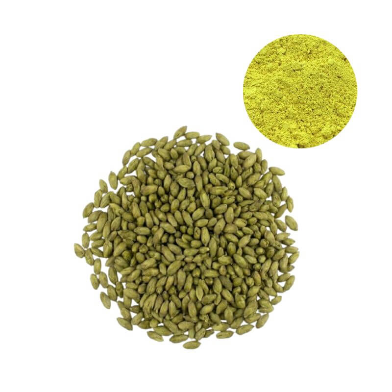 Quercetin Dihydrate 95% HPLC powder with natural Sophora japonica flower buds, premium botanical extract raw material.