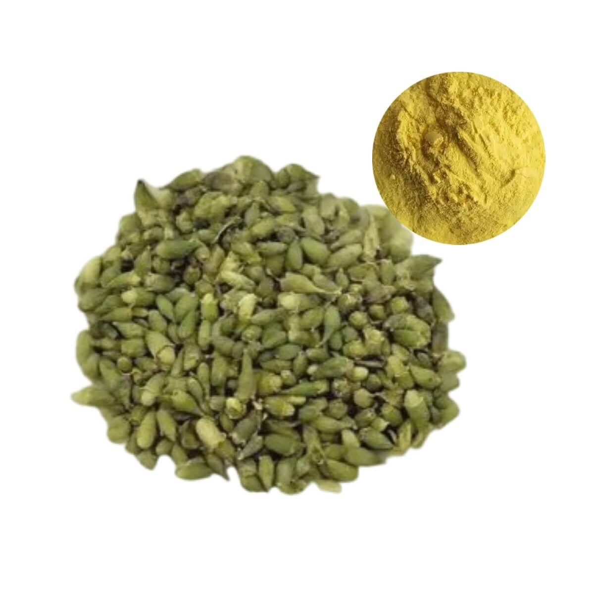 Quercetin Dihydrate Powder extracted from Sophora japonica buds, a high-purity flavonoid for immune and antioxidant support supplements