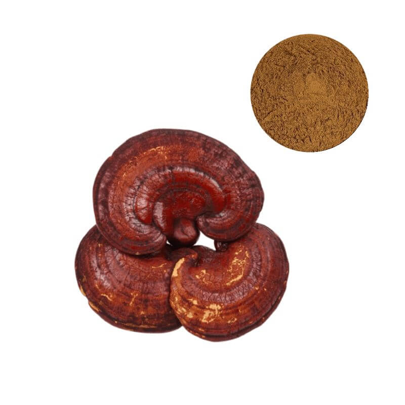 High-purity Reishi Mushroom Extract Powder displayed alongside whole Ganoderma lucidum mushroom