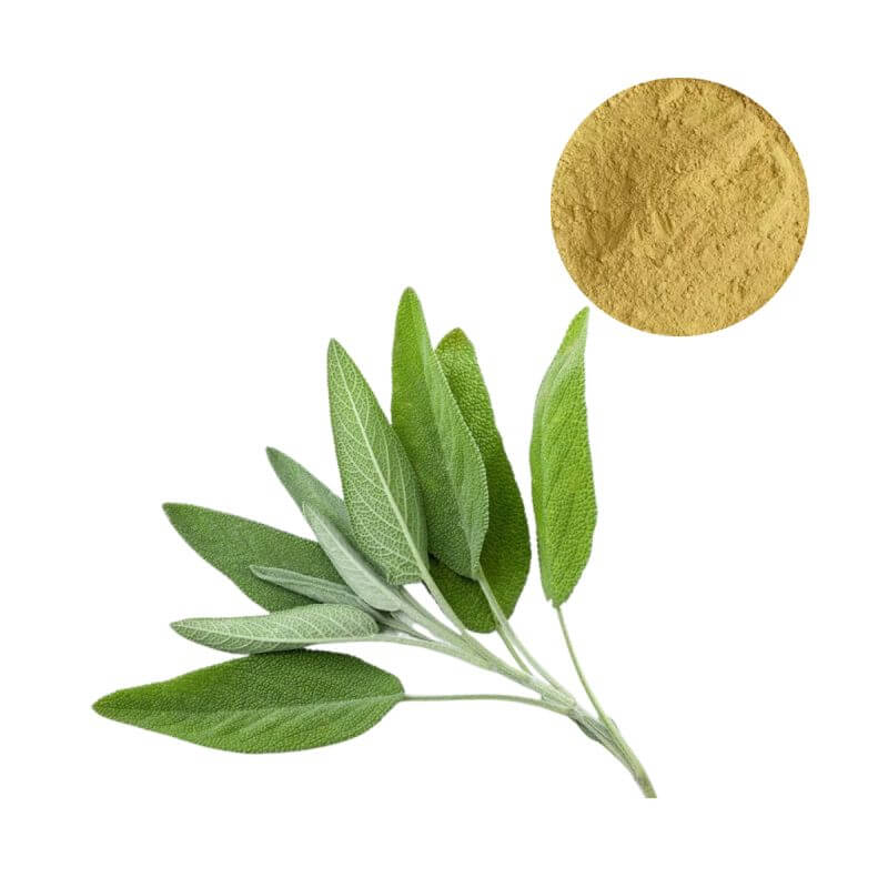 Bulk Sage Extract Powder standardized to Rosmarinic Acid with natural leaf and powder display.