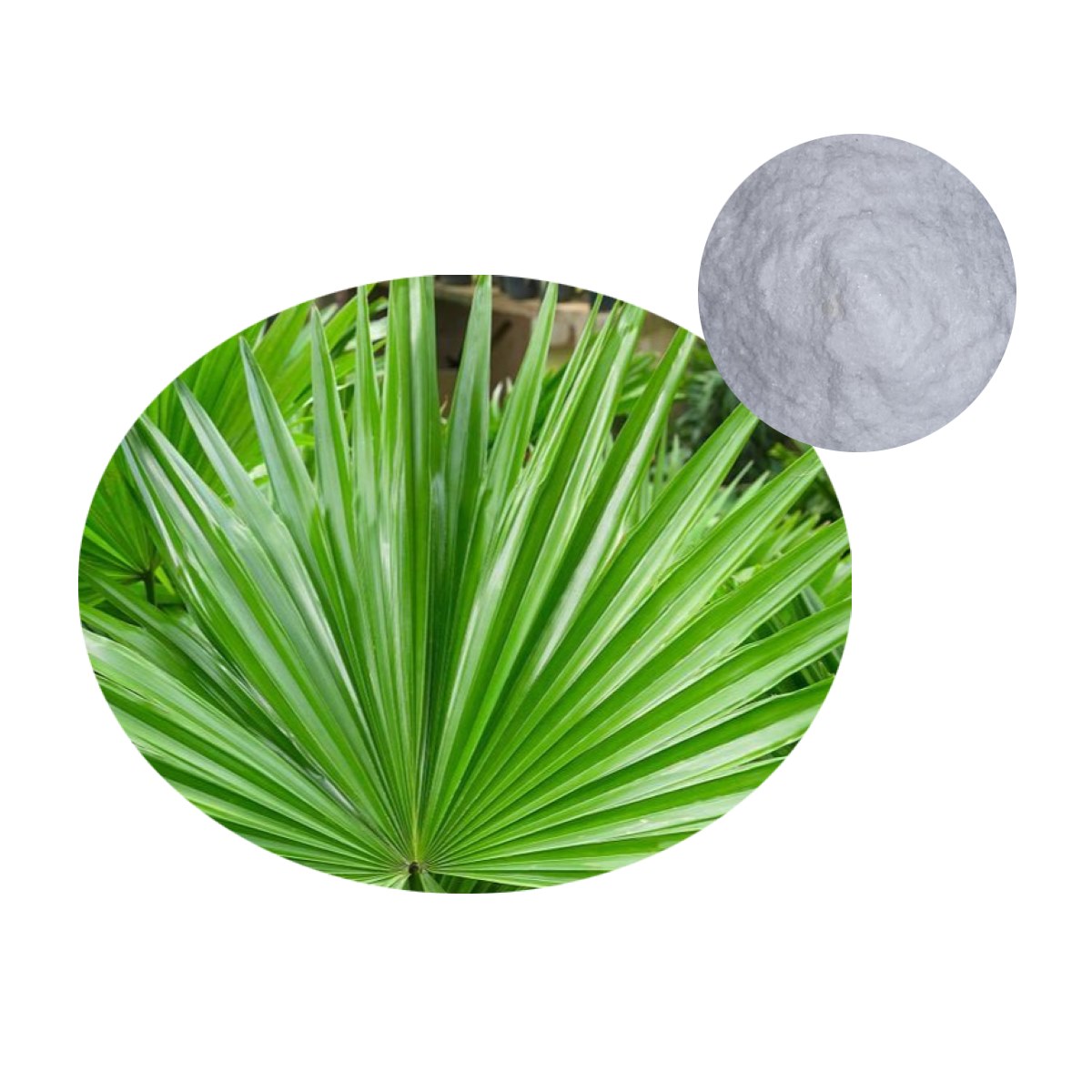 Saw Palmetto Extract with Saw Palmetto plant