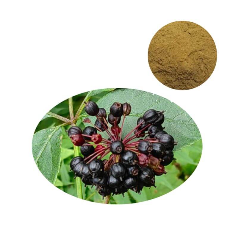 Premium Siberian Ginseng Extract Powder (1.5% Eleutherosides) with raw botanical source.