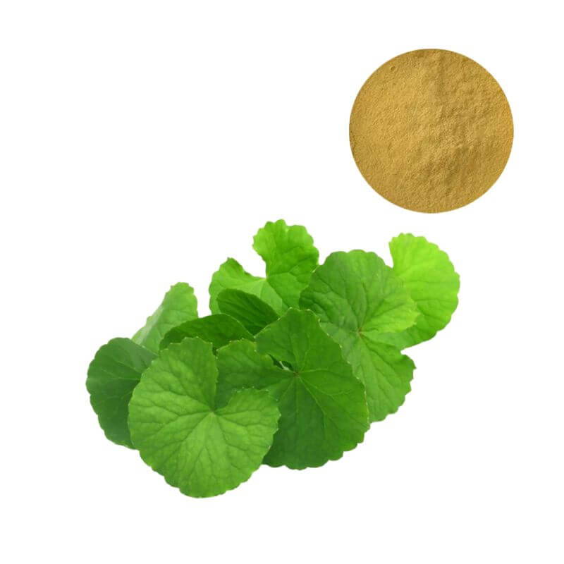 HPLC standardized Gotu Kola Centella Asiatica extract powder for cognitive and skin supplements