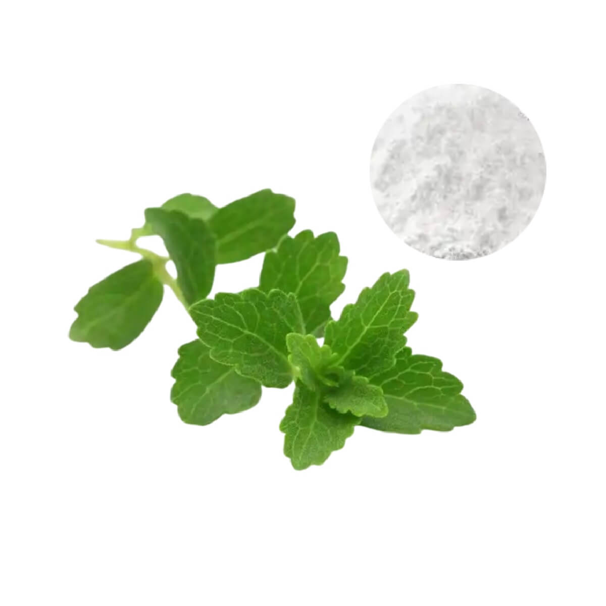 Steviol Glycosides Powder extracted from Stevia leaves, a high-purity natural zero-calorie sweetener for food and beverage manufacturing