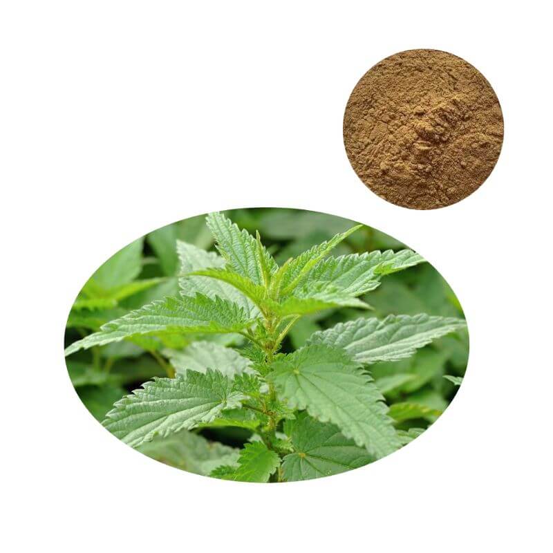 Wholesale Stinging Nettle Root Extract Powder 1% Beta-Sitosterol with raw botanical
