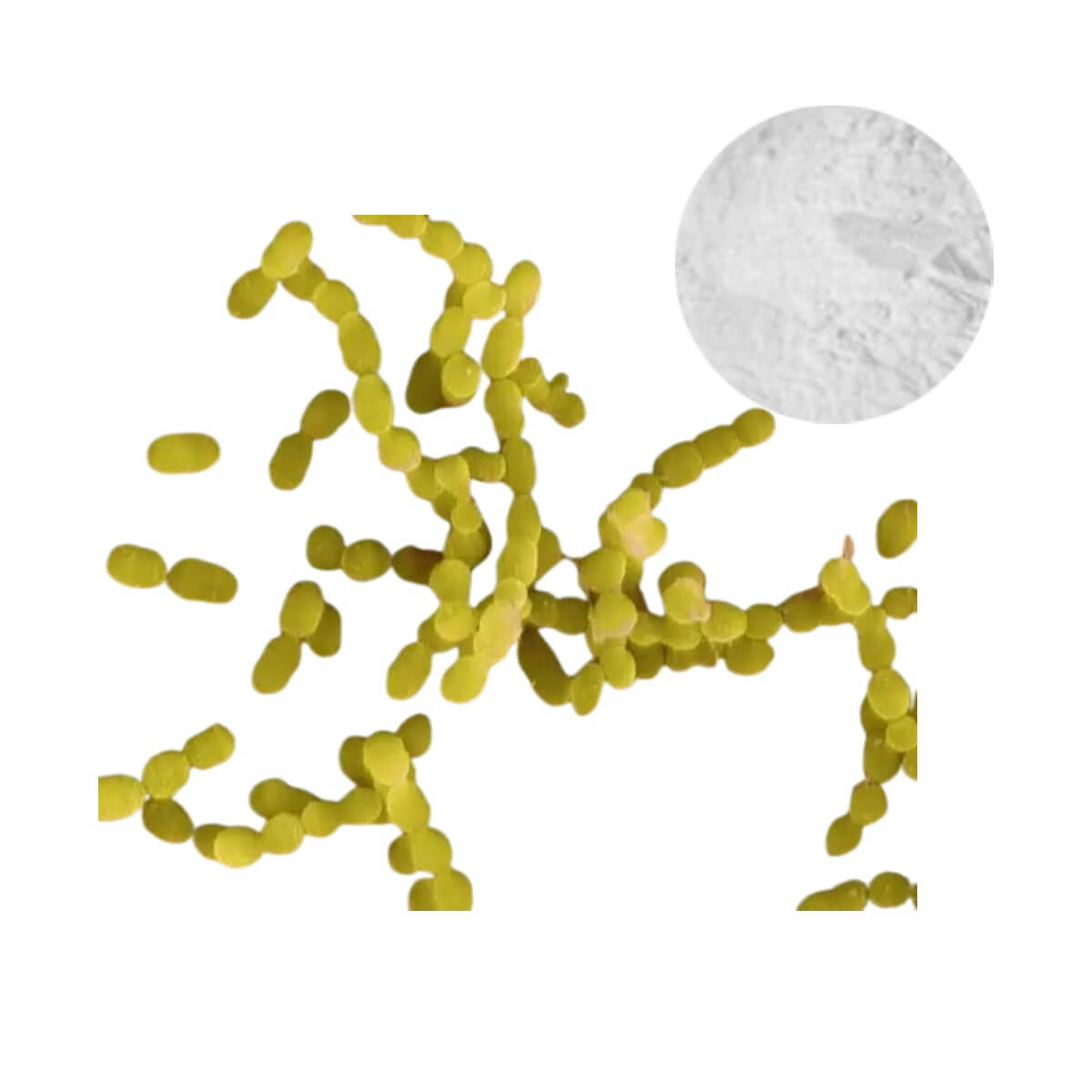 High-Potency Streptococcus Thermophilus Probiotic Powder and Bacterial Strain Microscopic View