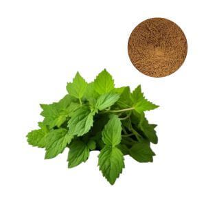 Thumbnail - Agastache rugosa extract powder, bulk botanical ingredient for digestive health supplements